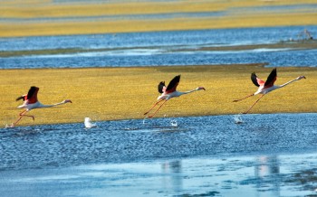 /file/tourism/normal/aleseales_fotografo_sardegna_turismo_fenicotteri.jpg