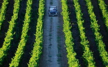 /file/wine/normal/aleseales_fotografo_sardegna_vino_carignano.jpg