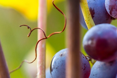 /file/wineefood/normal/050_per_mg_4841_rit.jpg